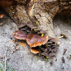 Mushroom spotting Bergerbos Netherlands 35