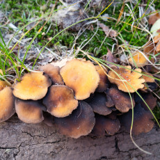 Mushroom spotting Bergerbos Netherlands 36