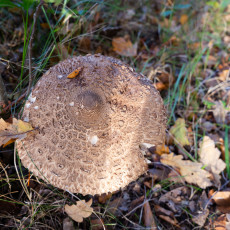 Mushroom spotting Bergerbos Netherlands 33