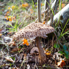 Mushroom spotting Bergerbos Netherlands 34