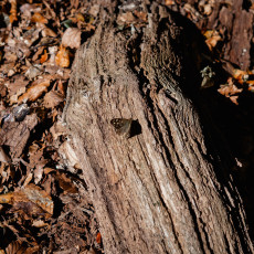 Mushroom spotting Heilooerbos 08