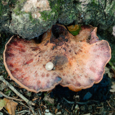 Mushroom spotting Heilooerbos 09