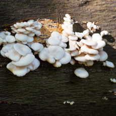 Mushroom spotting Heilooerbos 04