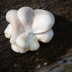 Mushroom spotting Heilooerbos 05