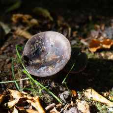 Mushroom spotting Heilooerbos 06
