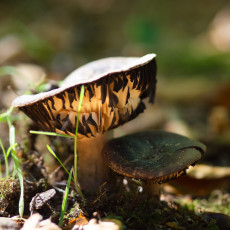 Mushroom spotting Heilooerbos 11