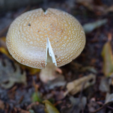Mushroom spotting Heilooerbos 02