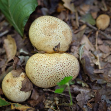 Mushroom spotting Heilooerbos 03