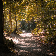 Mushroom spotting Heilooerbos 12