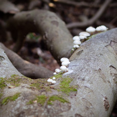 Mushroom spotting Heilooerbos 14