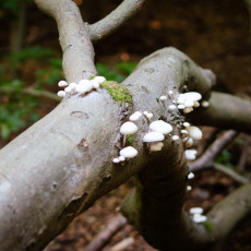 Mushroom spotting Heilooerbos 13