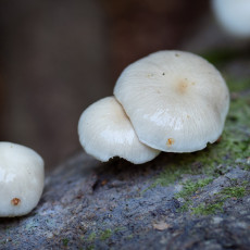 Mushroom spotting Heilooerbos 15