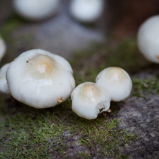 Mushroom spotting Heilooerbos 17