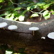 Mushroom spotting Heilooerbos 18