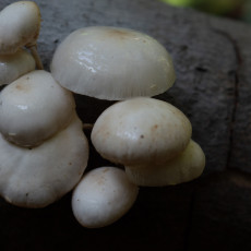 Mushroom spotting Heilooerbos 16