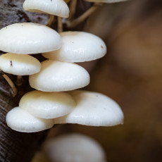 Mushroom spotting Heilooerbos 19