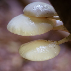 Mushroom spotting Heilooerbos 20