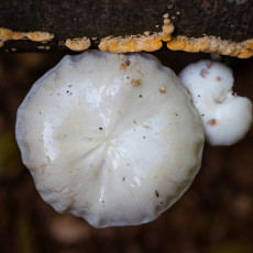 Mushroom spotting Heilooerbos 21