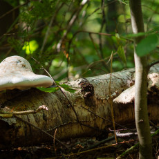 Mushroom spotting Heilooerbos 23