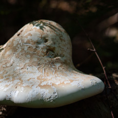 Mushroom spotting Heilooerbos 22