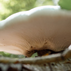 Mushroom spotting Heilooerbos 24