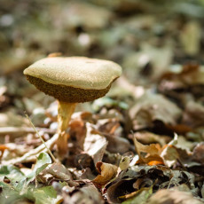 Mushroom spotting Heilooerbos 25