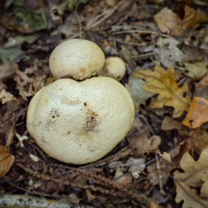 Mushroom spotting Heilooerbos 28
