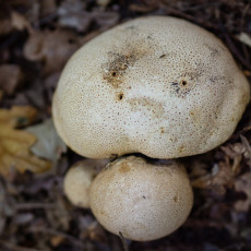 Mushroom spotting Heilooerbos 27
