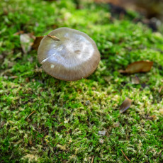 Mushroom spotting Heilooerbos 30