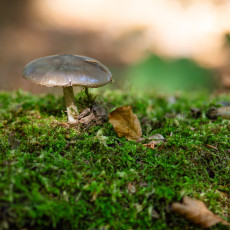 Mushroom spotting Heilooerbos 29