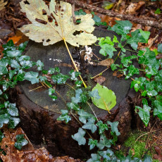 Mushroom spotting Heilooerbos 33