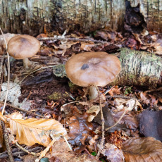 Mushroom spotting Heilooerbos 32