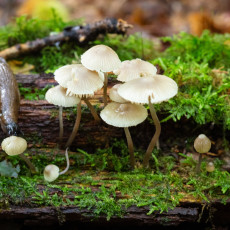 Mushroom spotting Heilooerbos 31