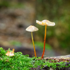 Mushroom spotting Heilooerbos 26