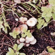 Mushrooms Westerpark 01
