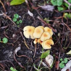 Mushrooms Westerpark 02