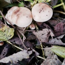 Mushrooms Westerpark 03