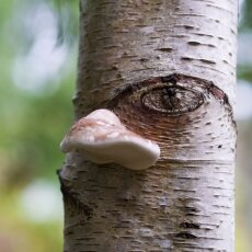 The Natural Picasso