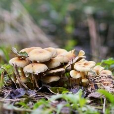 Mushrooms Westerpark 04