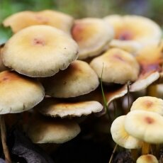 Mushrooms Westerpark 05