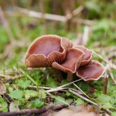 Mushrooms Westerpark 06