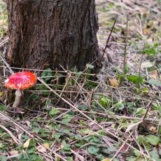 Mushrooms Westerpark 07