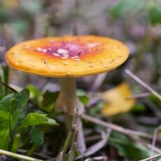 Mushrooms Westerpark 09
