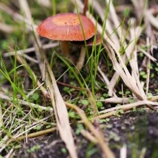 Mushrooms Westerpark 10