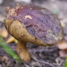 Mushrooms Westerpark 11