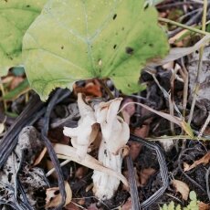 Mushrooms Westerpark 12