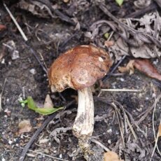 Mushrooms Westerpark 13