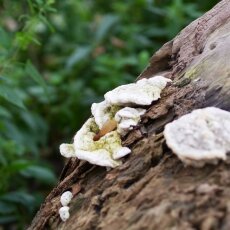 Mushrooms Westerpark 14