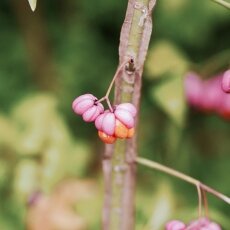 Little pink flowers