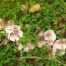 Mushrooms Westerpark 15